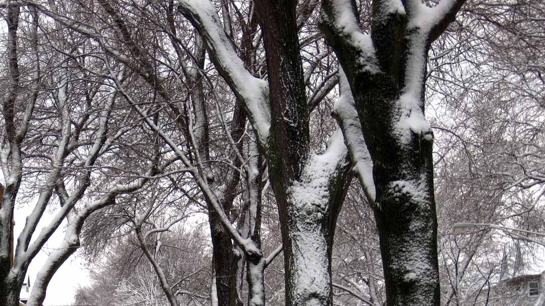 Cold snow on trees in Chicago winter
